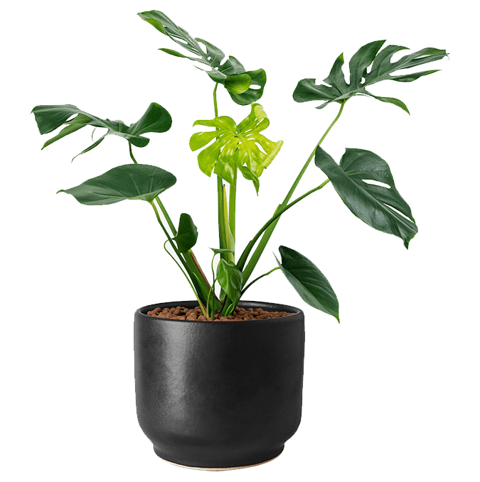 request-for-donations-plant , Indoor Plants