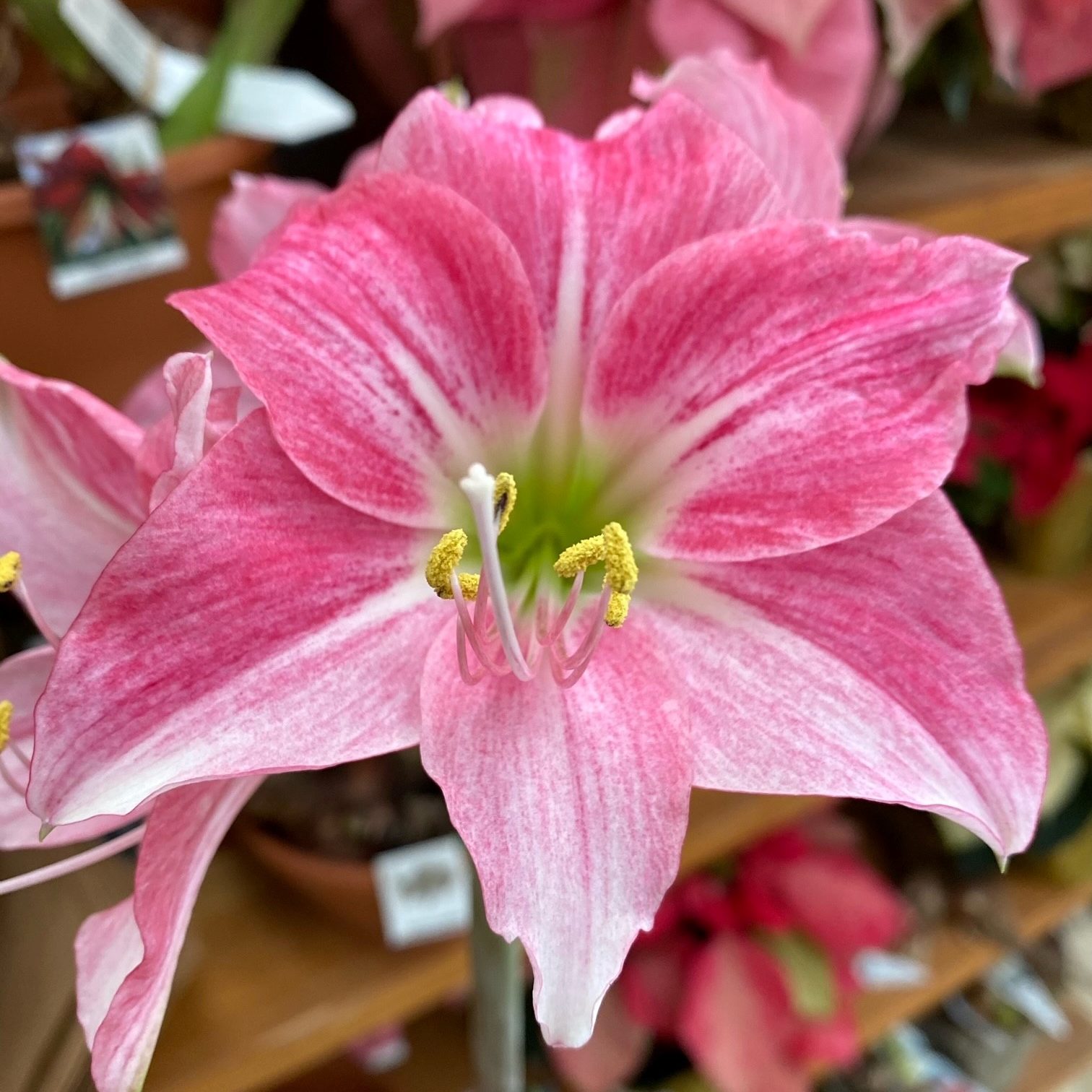 amaryllis , Indoor Plants