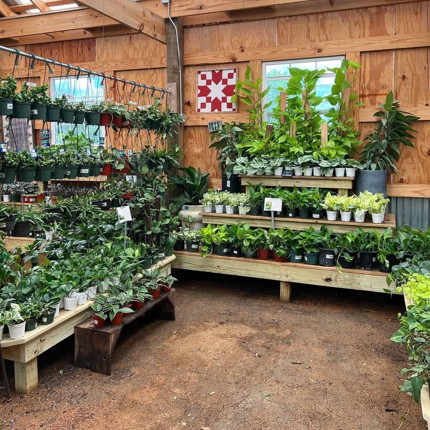 green house plant inventory , Indoor Plants
