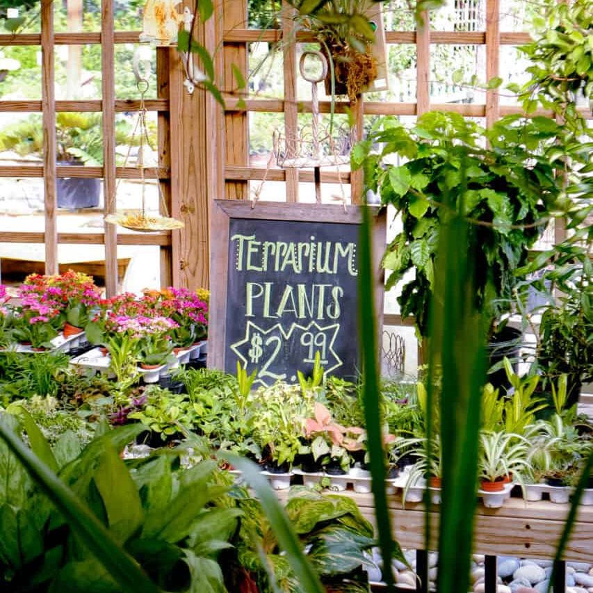 indoor plant selection , Enchanted Gifts